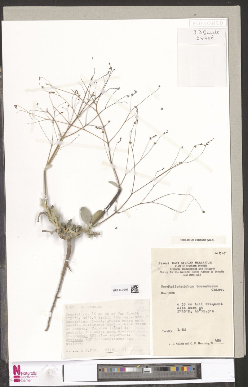 Psilotrichum tomentosum