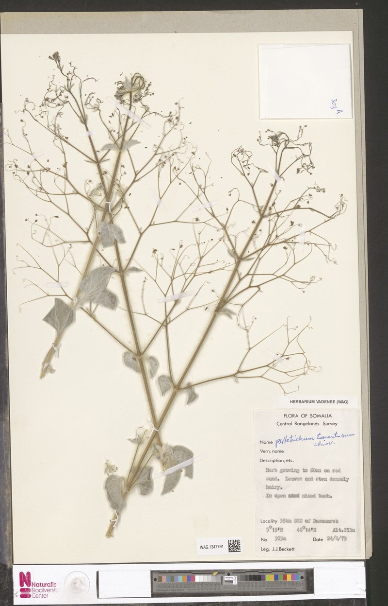 Psilotrichum tomentosum photo 2