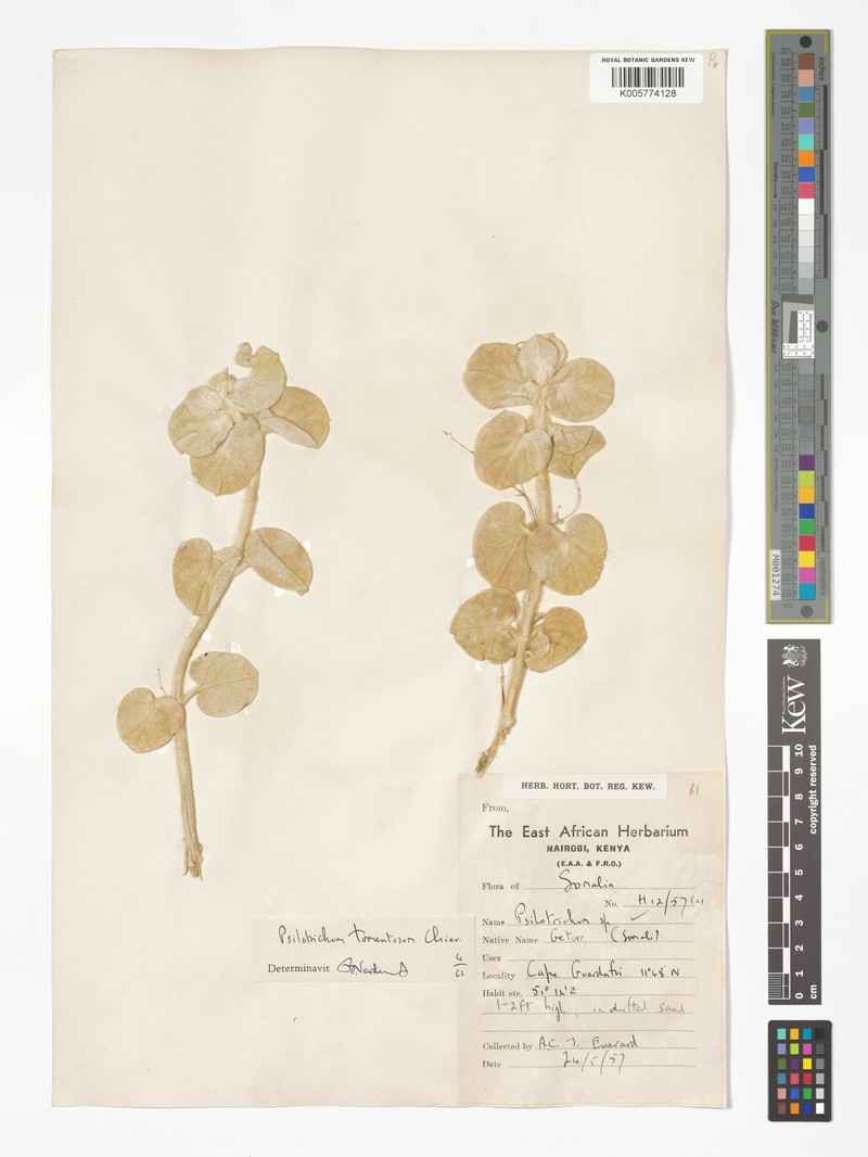 Psilotrichum tomentosum photo 3