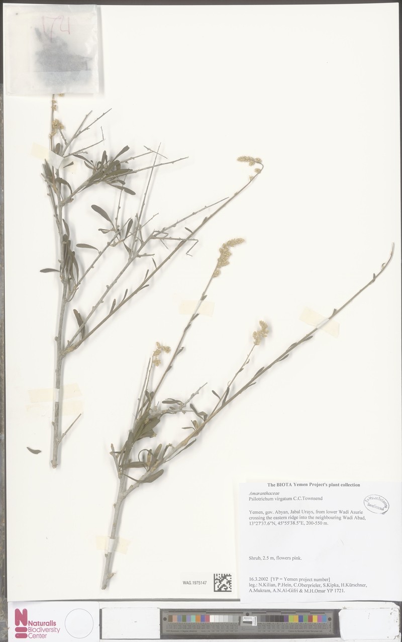 Psilotrichum virgatum