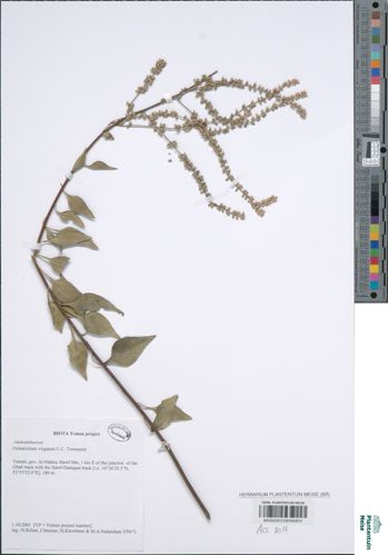 Psilotrichum virgatum photo 2