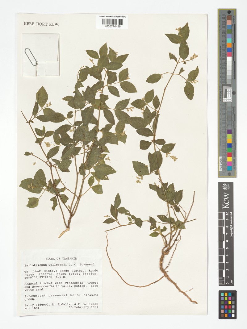 Psilotrichum vollesenii