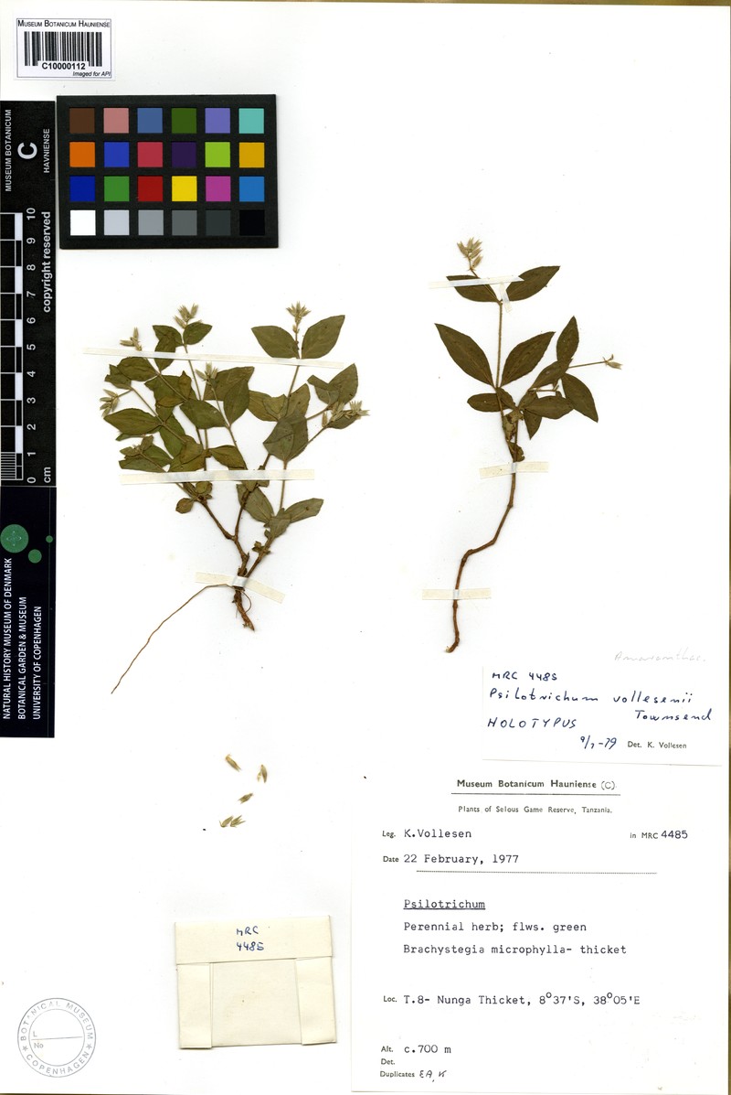 Psilotrichum vollesenii photo 2