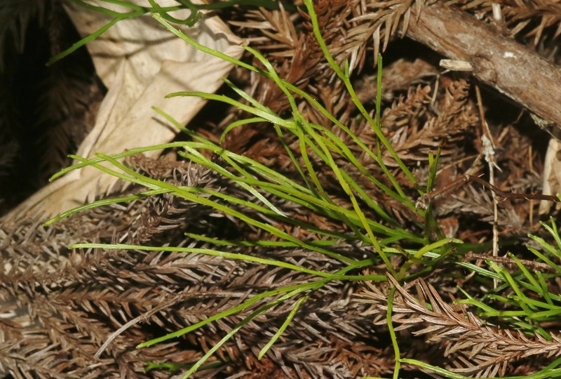 Psilotum × intermedium