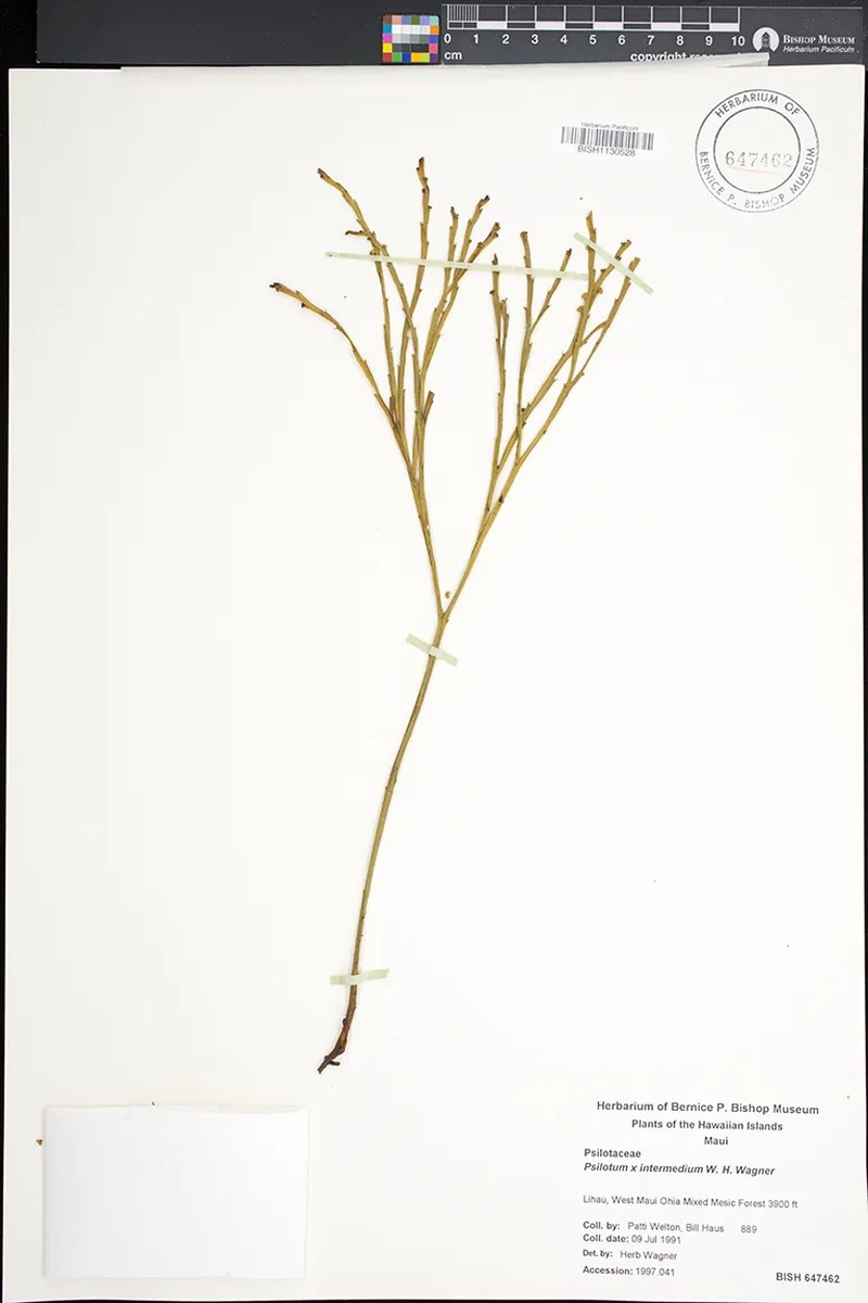 Psilotum × intermedium photo 2