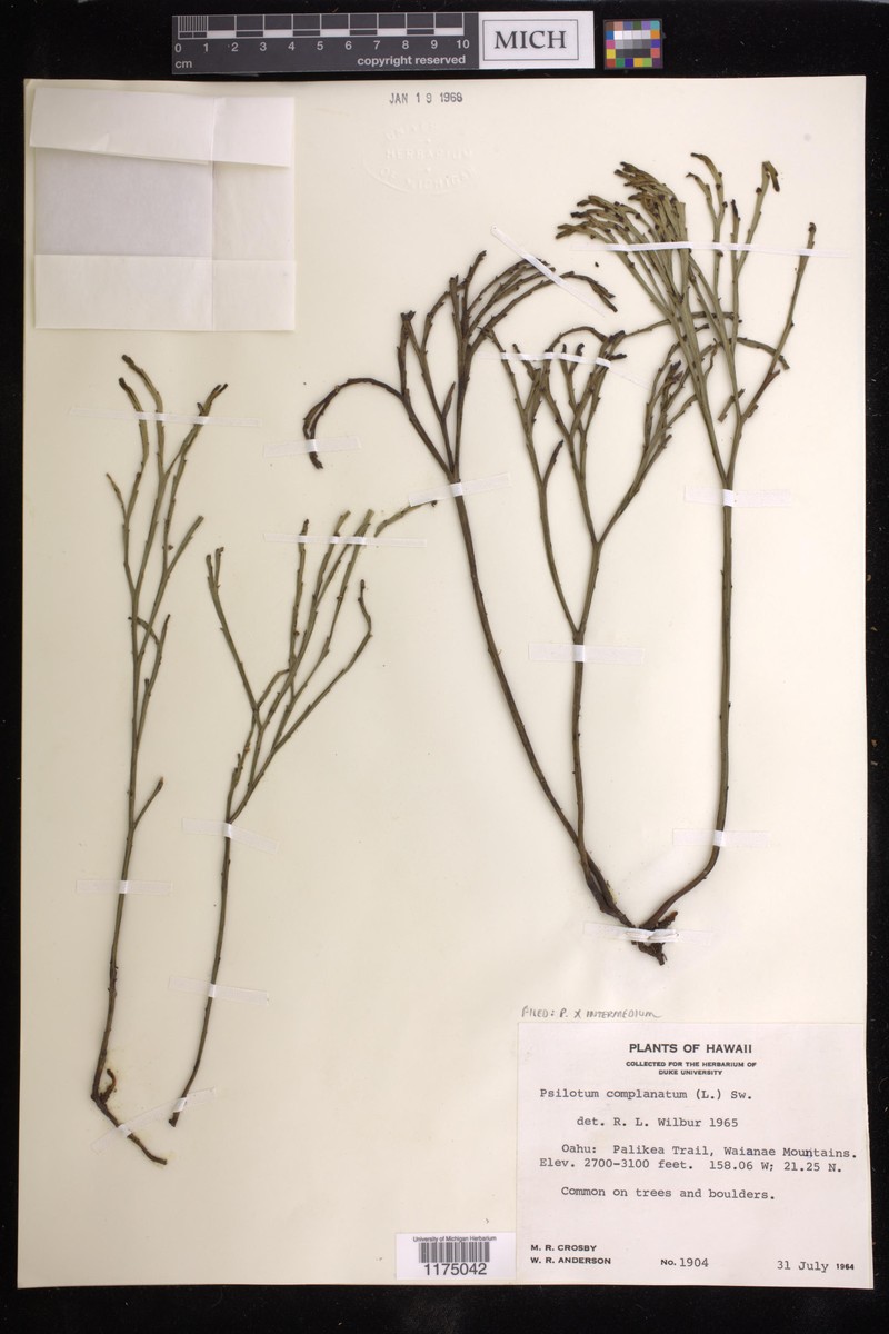 Psilotum × intermedium photo 3