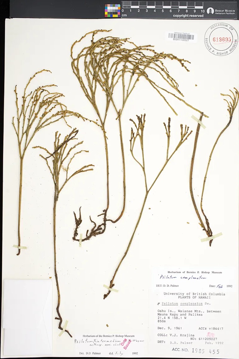 Psilotum × intermedium photo 4