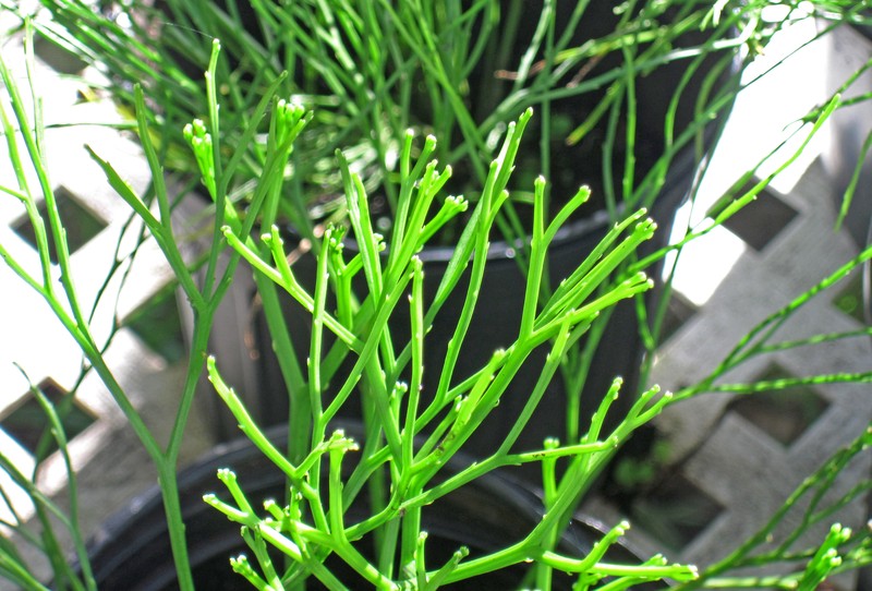 Whisk Fern