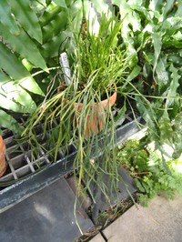 Flatfork Fern