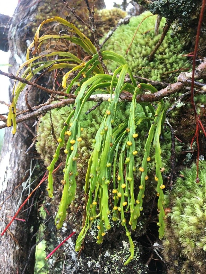 Flatfork Fern photo 2