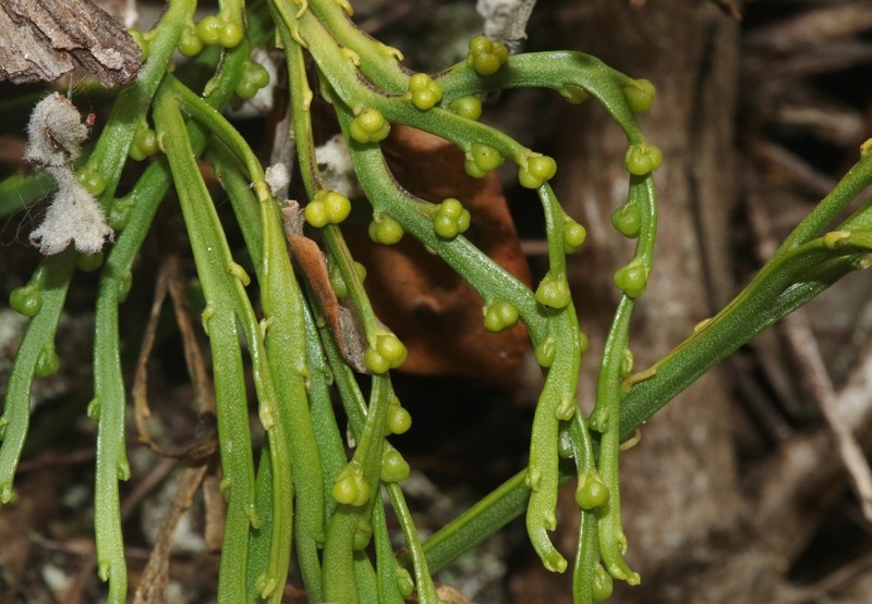 Flatfork Fern photo 3