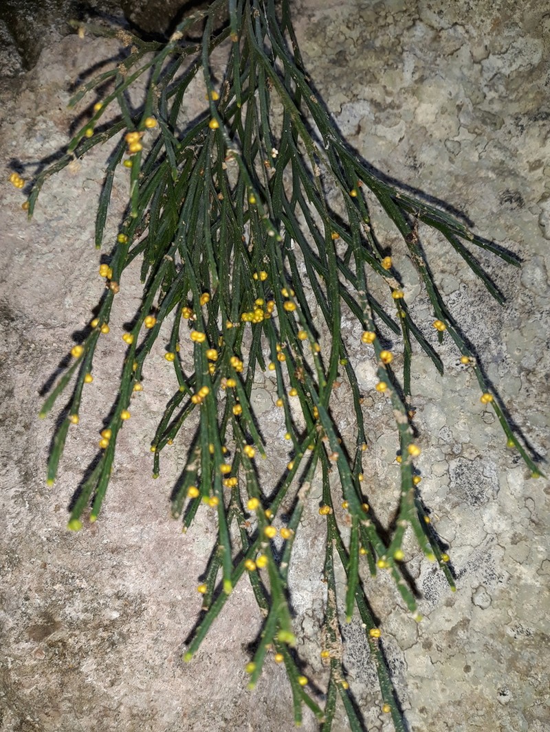 Flatfork Fern photo 4