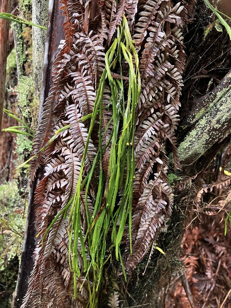 Flatfork Fern photo 5