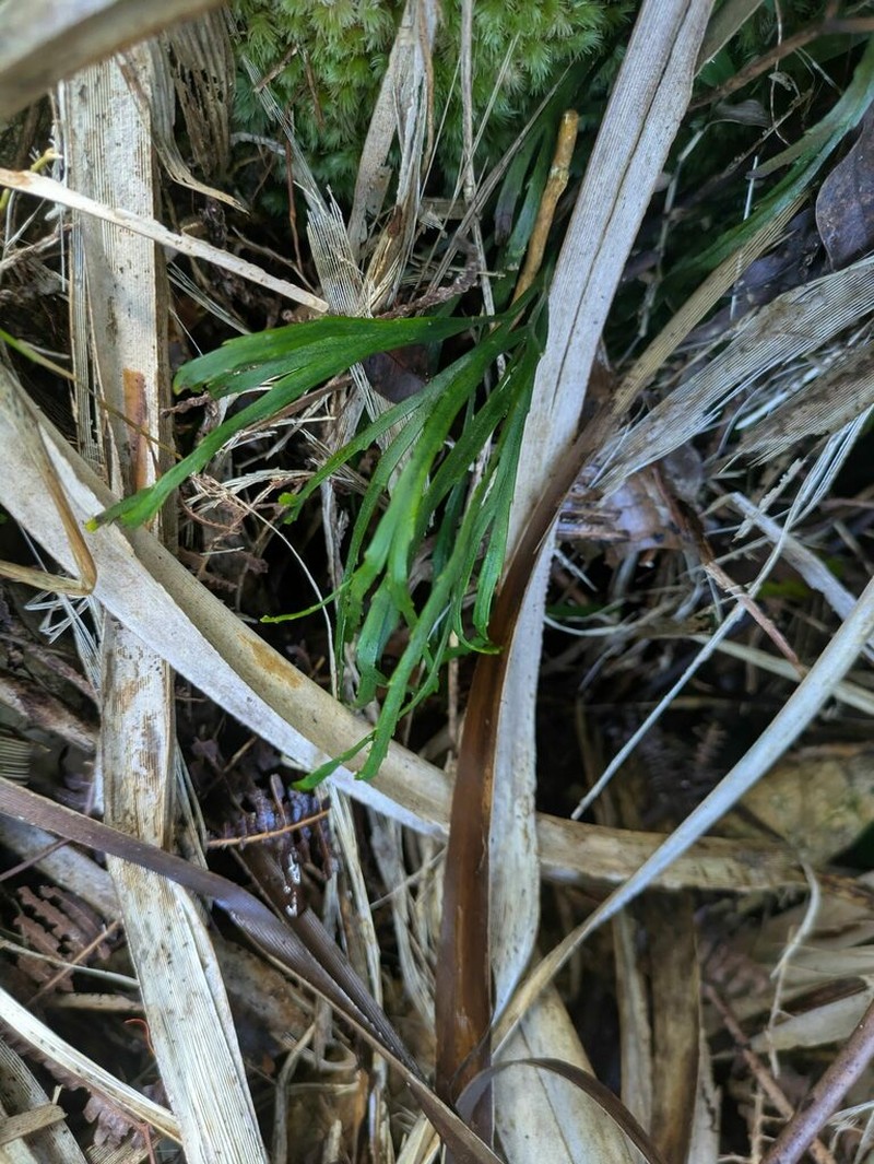 Flatfork Fern photo 6