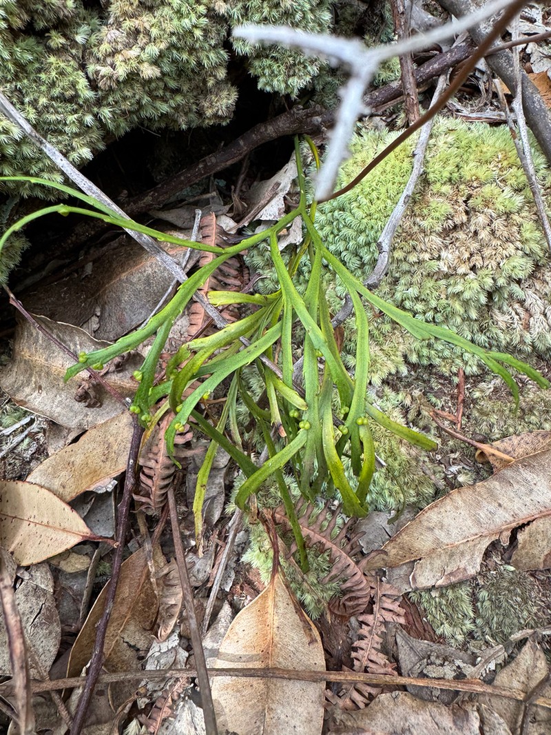 Flatfork Fern photo 7