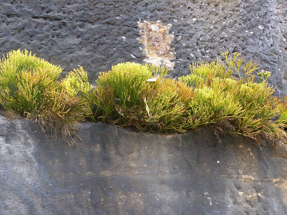 Whisk Fern photo 5
