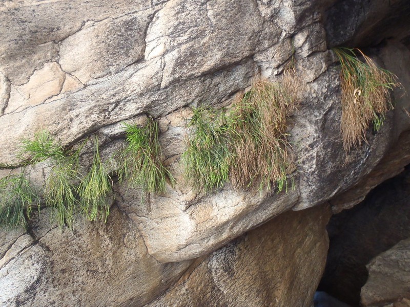Whisk Fern photo 2