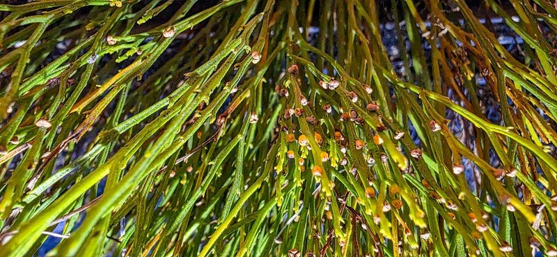 Whisk Fern photo 3
