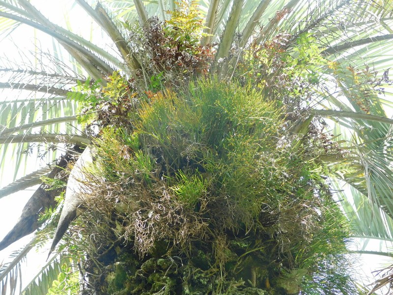 Whisk Fern photo 4
