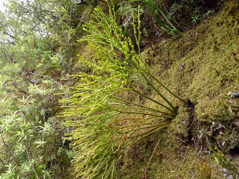 Whisk Fern photo 5