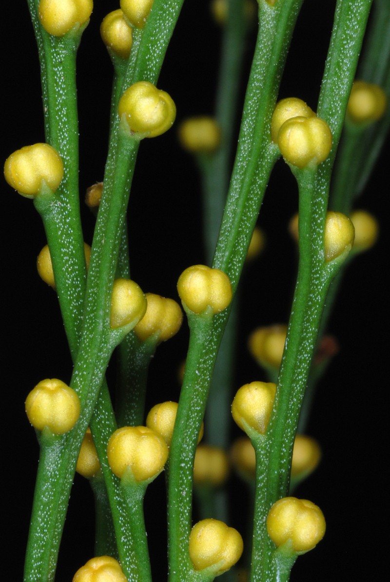 Whisk Fern photo 6