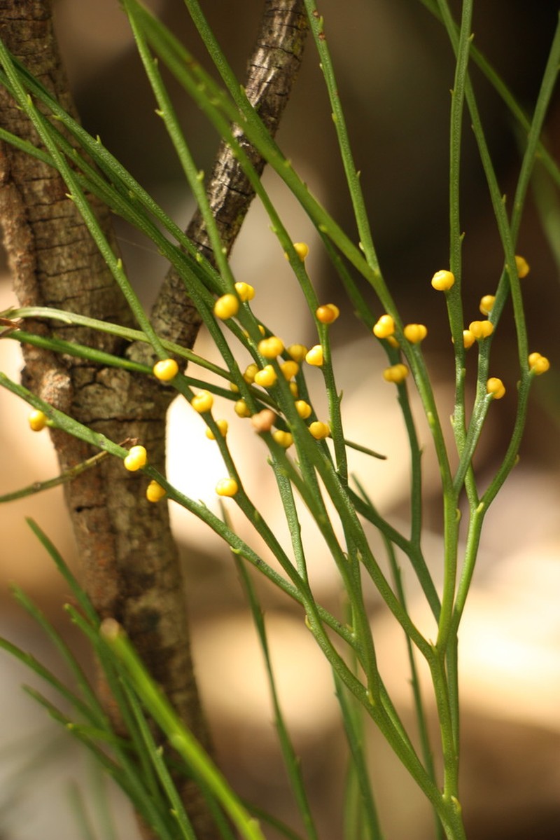 Whisk Fern photo 7