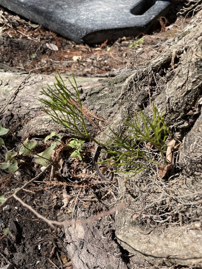 Whisk Fern photo 8