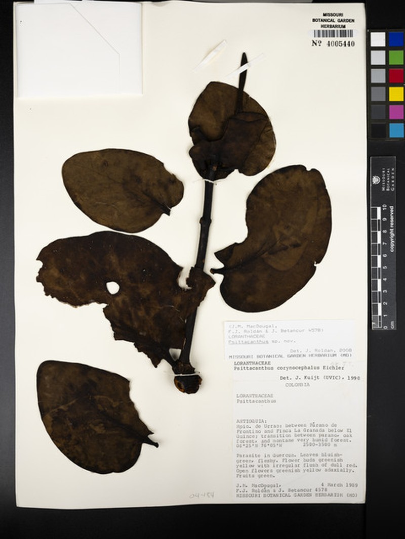 Psittacanthus longerectus