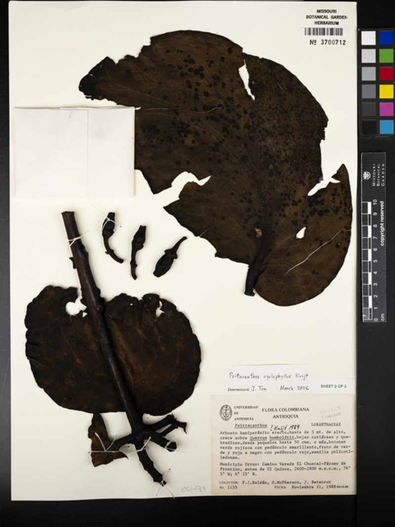 Psittacanthus longerectus photo 2