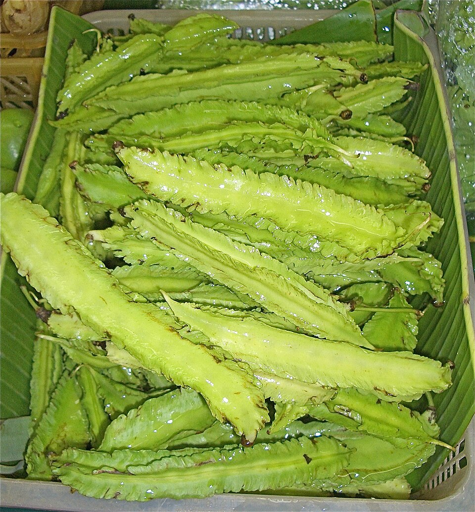 Winged Bean photo 3