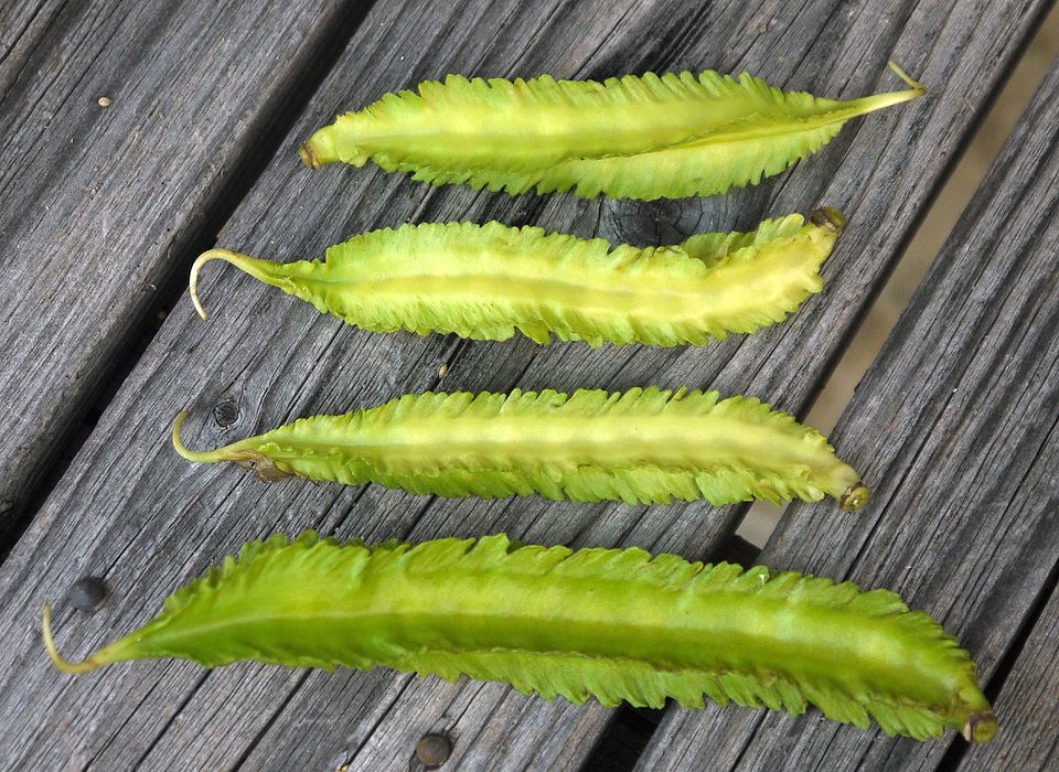 Winged Bean photo 4