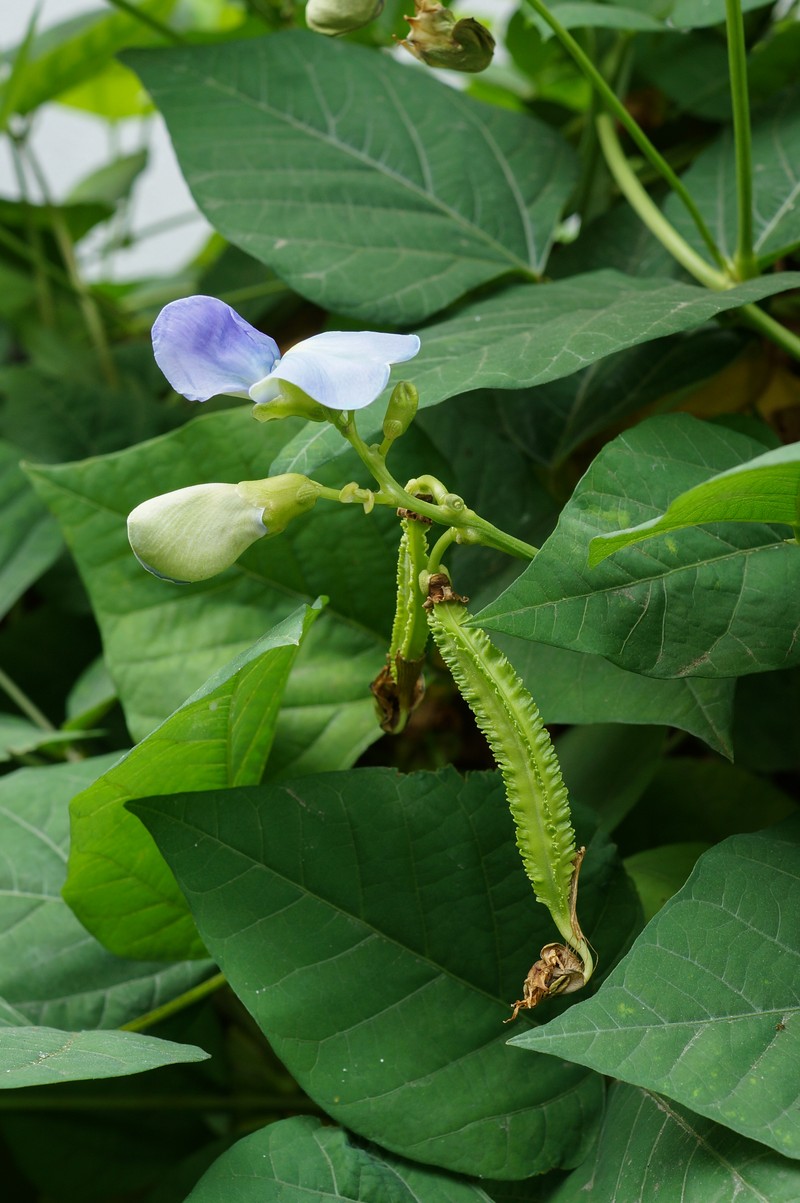 Winged Bean photo 2