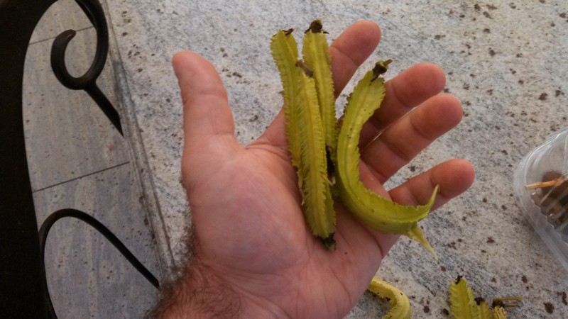 Winged Bean photo 8