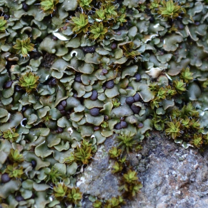 California Fishscale Lichen