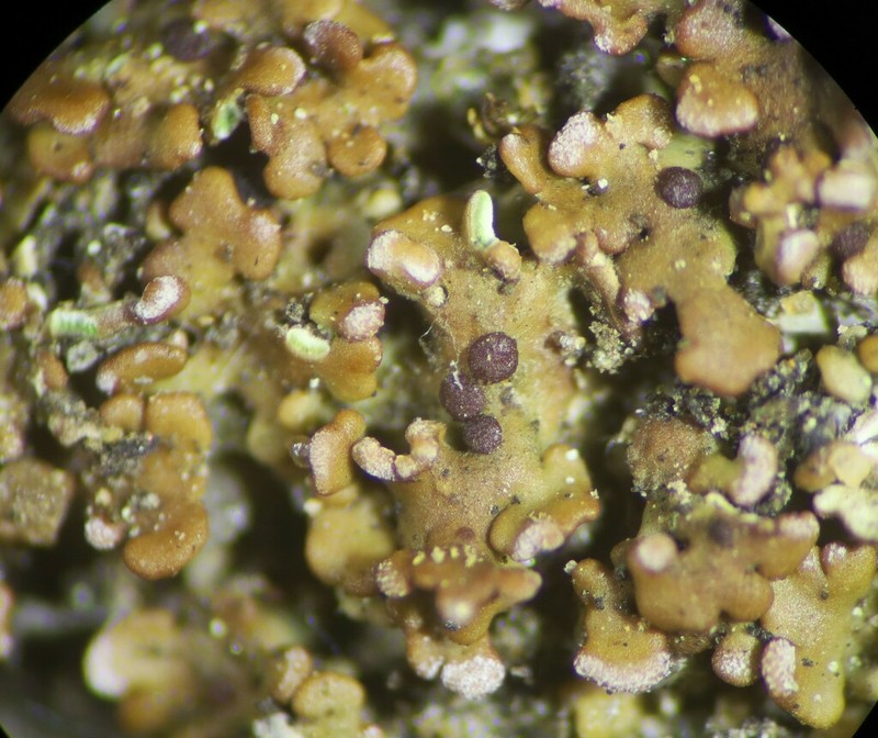 California Fishscale Lichen photo 2