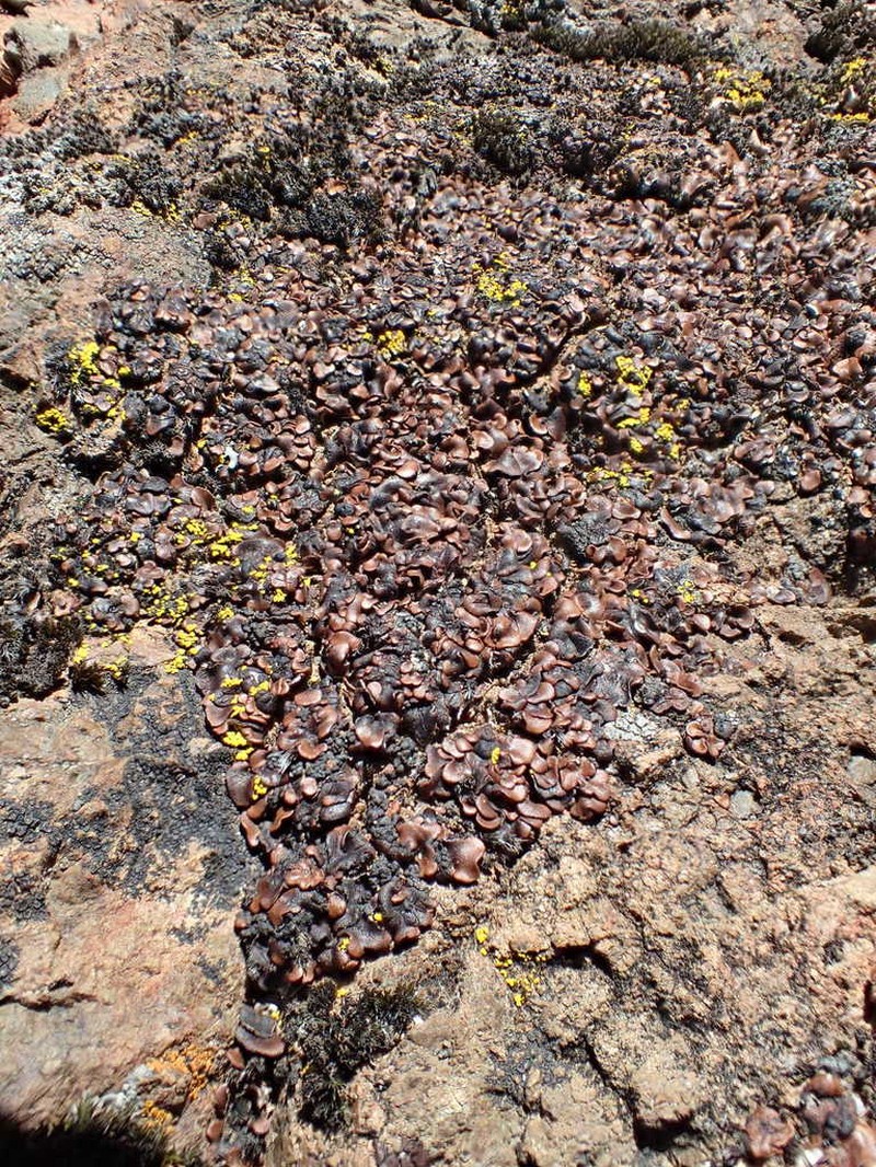 California Fishscale Lichen photo 3