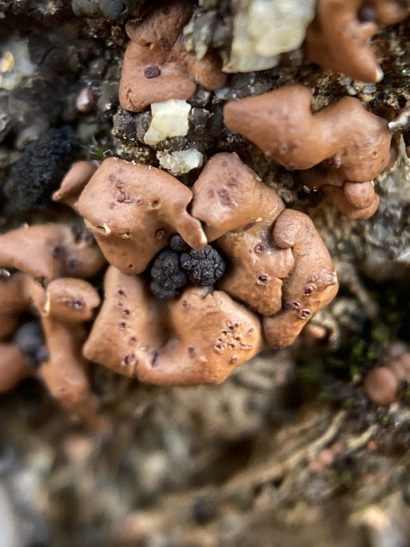 California Fishscale Lichen photo 4