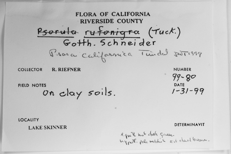 California Fishscale Lichen photo 6