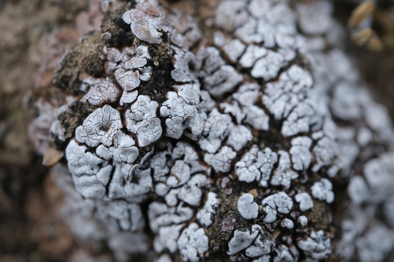 Cerebral Fishscale Lichen