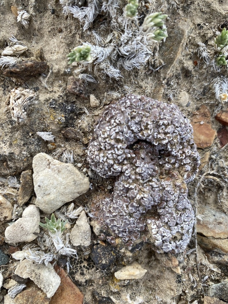 Cerebral Fishscale Lichen photo 3