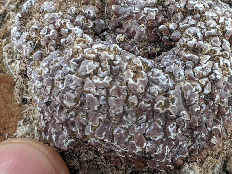 Cerebral Fishscale Lichen photo 4