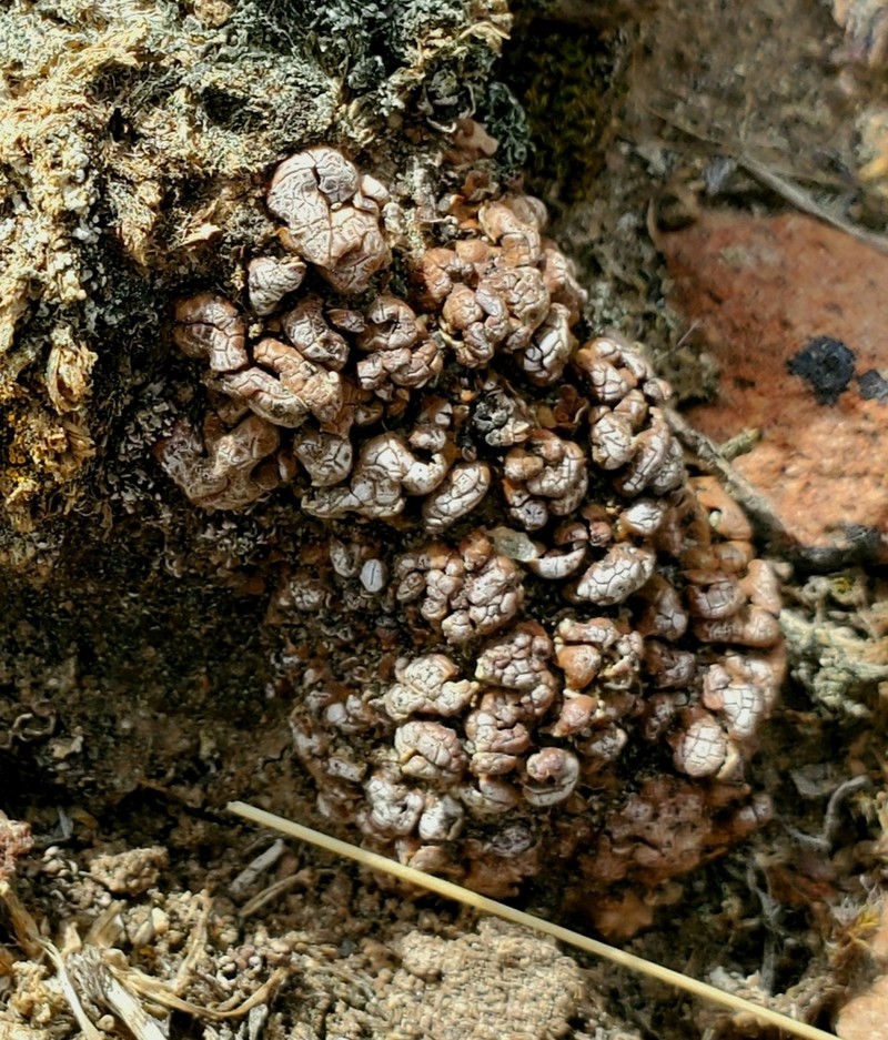 Cerebral Fishscale Lichen photo 5