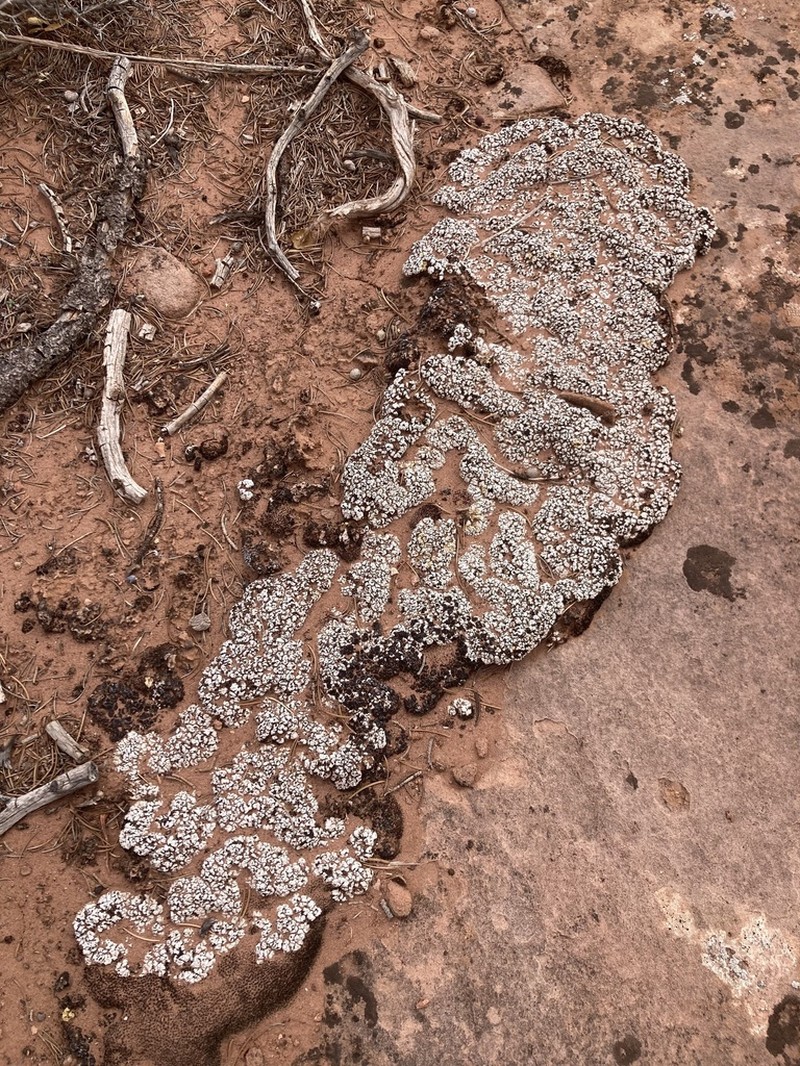 Cerebral Fishscale Lichen photo 7