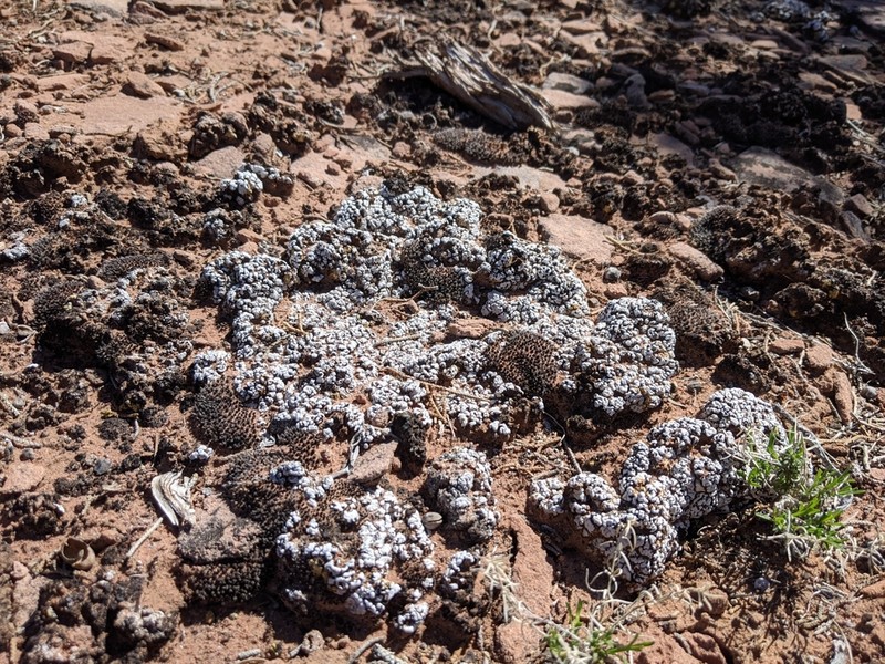 Cerebral Fishscale Lichen photo 8