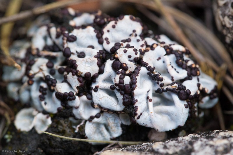 Crenate Fishscale Lichen