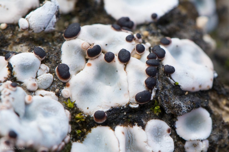 Crenate Fishscale Lichen photo 2