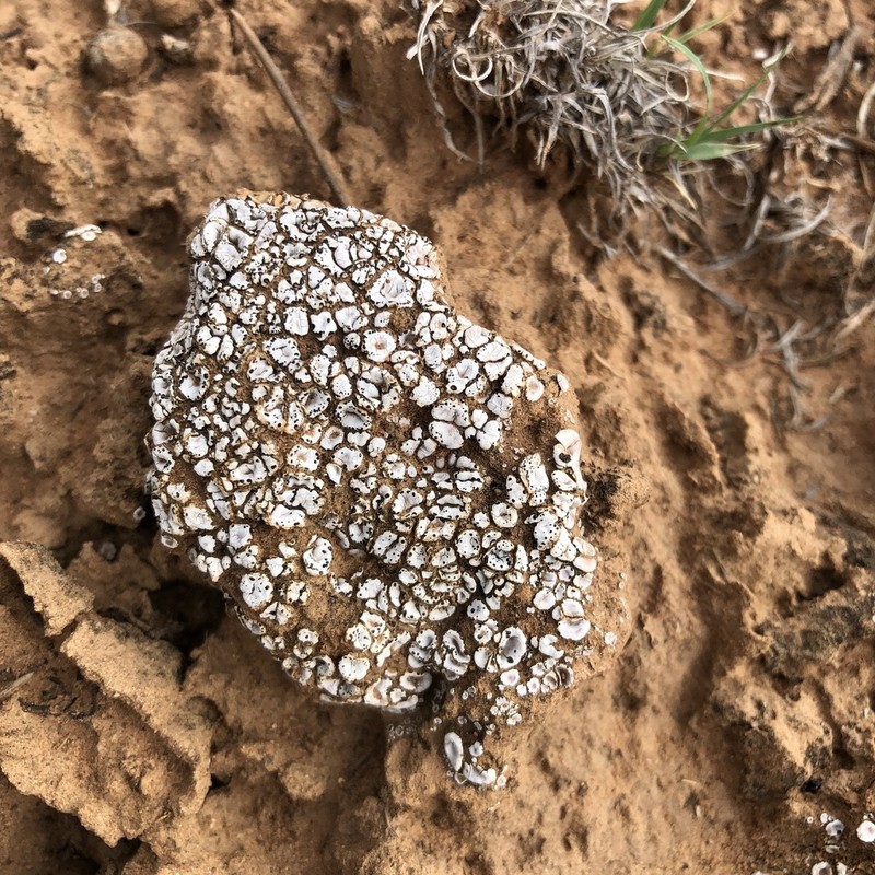 Crenate Fishscale Lichen photo 3