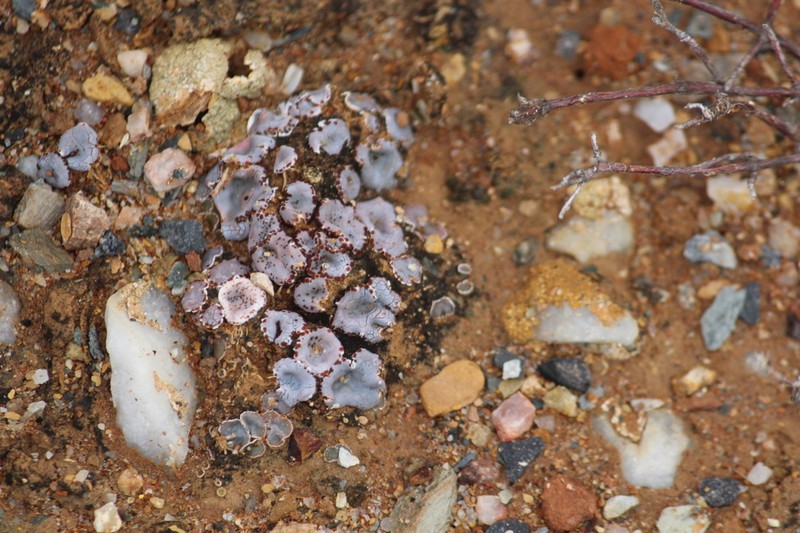 Crenate Fishscale Lichen photo 4