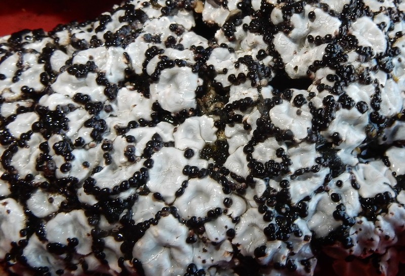 Crenate Fishscale Lichen photo 5