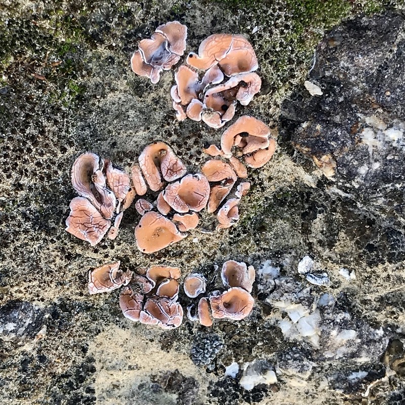 Crenate Fishscale Lichen photo 6